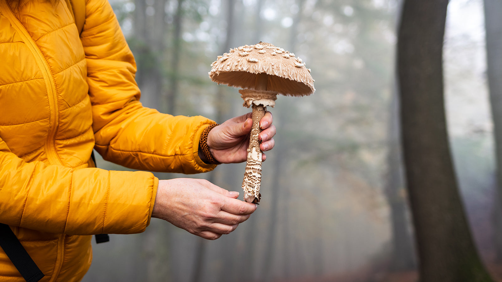 Mushroom Anatomy: An Analysis of Different Mushroom Parts