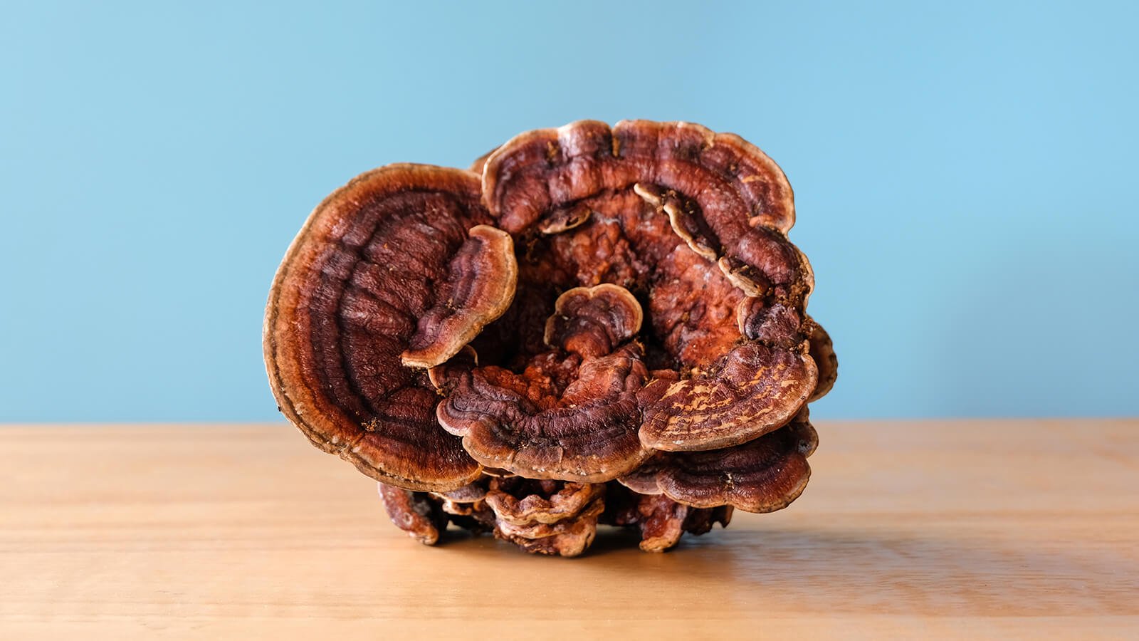 Reishi Mushroom - A Comprehensive Guide | doseology