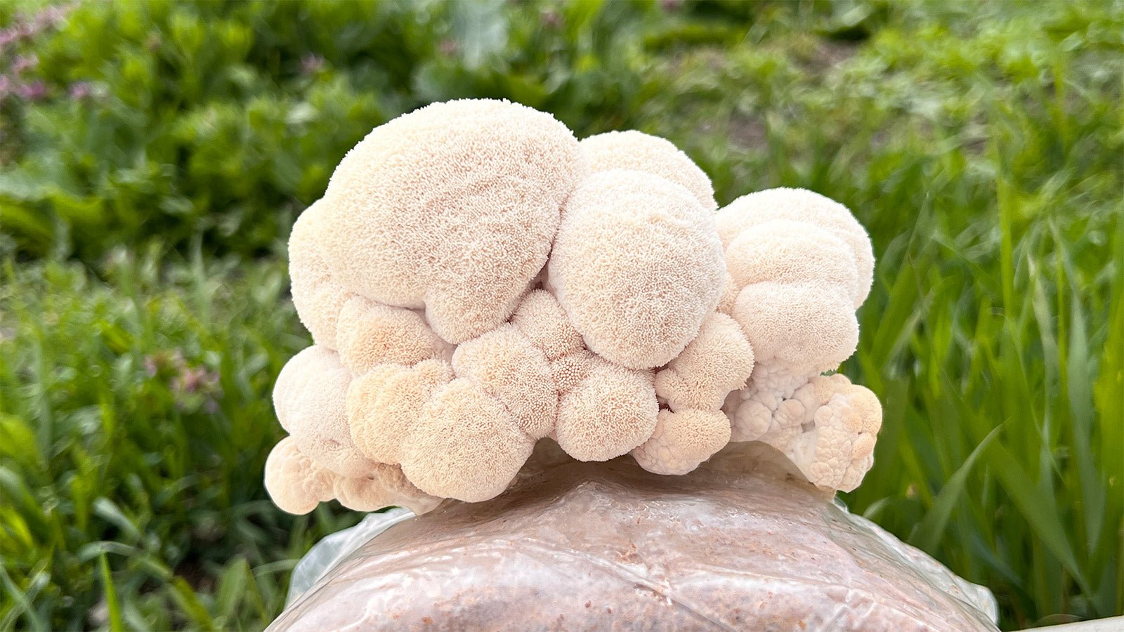 The Health Benefits of Lion's Mane | doseology