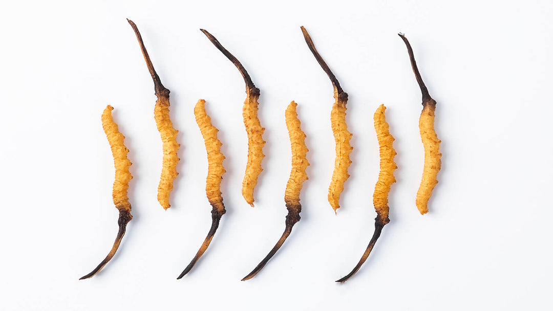 Cordyceps Benefits: 4 Amazing Effects on Aging & Cognitive Ability