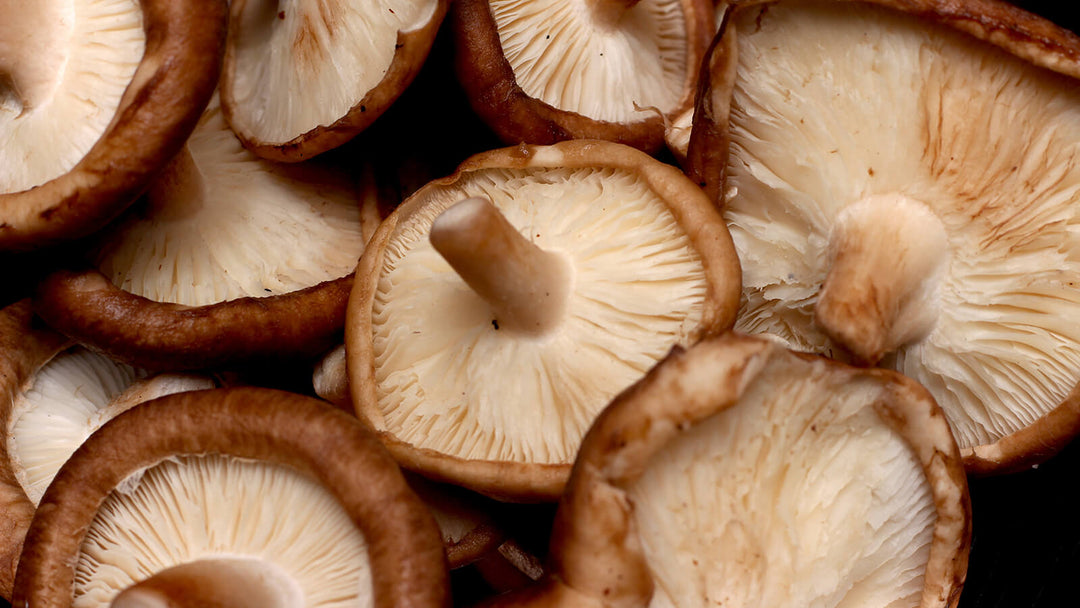 Shiitake Mushroom - A Comprehensive Guide