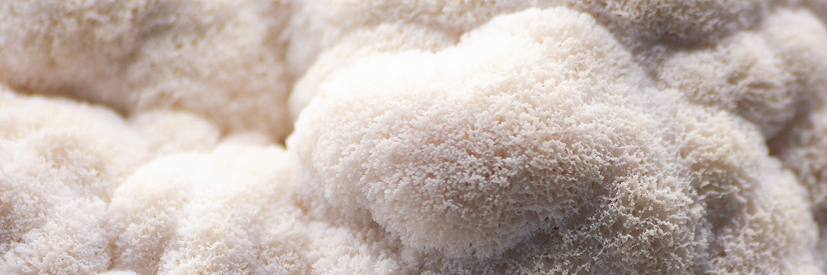 Lion’s Mane Mushrooms